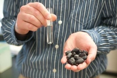 Sterculic oil is extracted from seeds of the Sterculia foetida tree. Photo credit: K. Montgomery/Uni. of Missouri