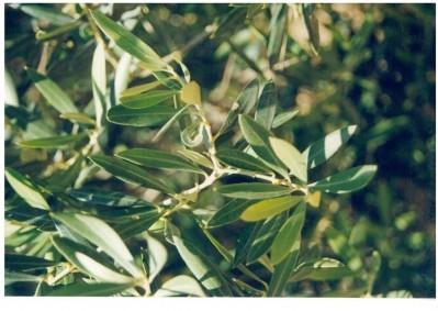 Frutarom USA to launch olive leaf extract for booming heart health market