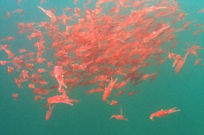 Krill conflict could threaten omega-3 potential