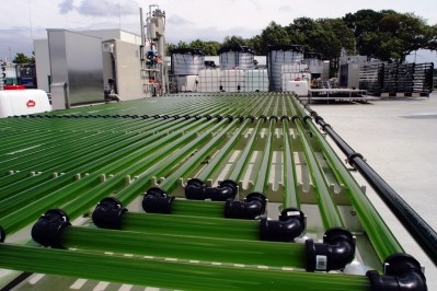 An algae bio-reactor at the University of Wageningen (Credit: Wild Frontiers / Hans Wolkers)