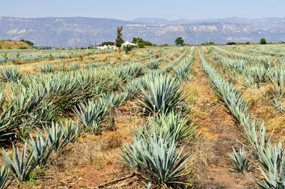 The inulin is sourced from agave. Image © iStockPhoto / Elenathewise