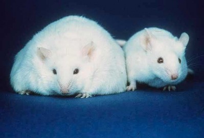 Nestlé defends animal testing practices