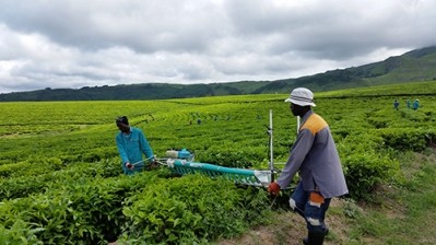 Plandaí gets Phytofare green tea extract on shelves via deal with South African company