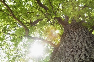 Oak wood extract may boost energy levels, reduce tension: Pilot data