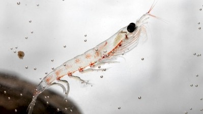 Government trawlers help Chinese firms to enter omega-3 krill market