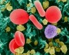 A variety of immune cell levels were changed