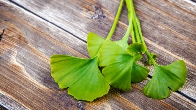 Ginkgo biloba L. has been said to be efficient in ameliorating mild to moderate dementia in sufferers of Alzheimer's. ©Getty Images