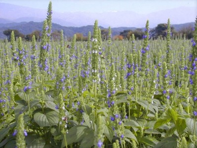 Chilean chia seed grower and finished goods manufacturer Benexia says prior planning for pandemic-related dislocations means it is well prepared to weather the crisis.  Benexia photo.