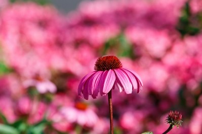 When stress depresses the immune system, Echinacea can help, study suggests