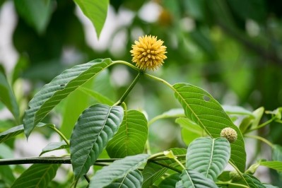 FDA warns three more kratom marketers over opioid treatment, other disease claims
