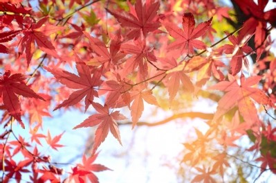Maple leaf extract may prevent wrinkles, research suggests