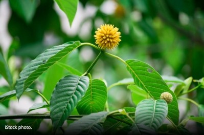Warning letter on tainted kratom illustrates complicated regulatory picture for botanical