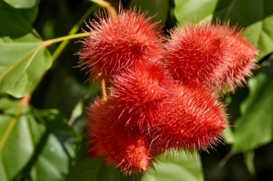 The DeltaGold ingredient is extracted from the annatto plant. Getty Images