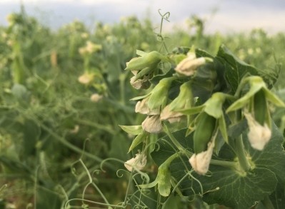 PURIS has been breeding pea varieties for better flavor and other endpoints for more than two decades.  PURIS photo