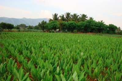 Sabinsa extracts its Curcumin C3 Complex ingredient, which is the main constituent of the new formula, from turmeric roots grown in southern India. Sabinsa photo.