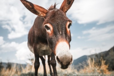 Lawsuit claims corporations are selling donkey skin supplements illegally