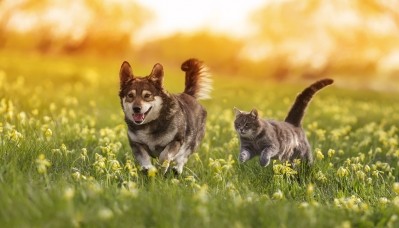 NOW Pets launches joint mobility supplement for dogs and cats