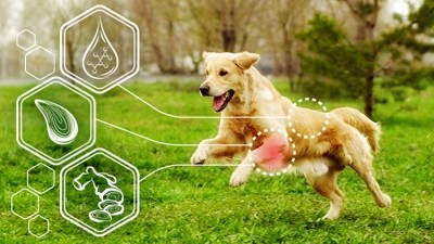 Science-driven pet supplements for joint and coat health