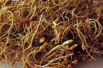 The raw material for goldenseal supplements is taken from the plant's roots. Stephen Foster photo courtesy of the American Botanical Council.