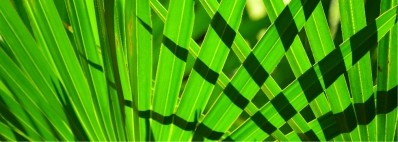 Advancements in Saw Palmetto from Vidya Herbs