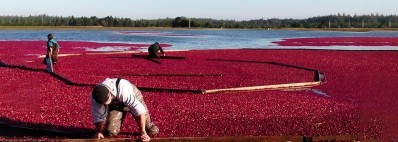 Cranberex brings unique UTH benefits from coastal Oregon cranberries