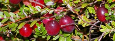 In Cranberex: the power of Oregon Cranberry with high A-Type PAC’s supports Urinary Tract Health (UTH)