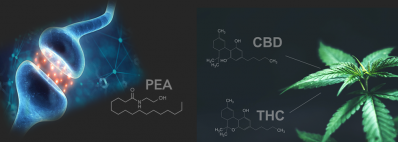 The “Magic” of CBD vs. The “Science” of PEA