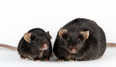 Probiotic from earthworm intestine shows obesity prevention potential in mice