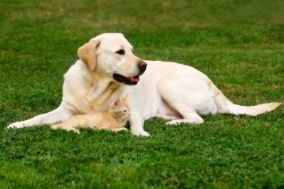 How to soothe pet with natural ingredients