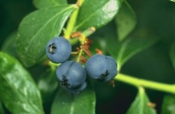 Wild blueberries may protect DNA from damage: Study