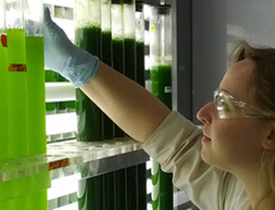 HEPI developed expertise in measuring oxidative stress markers in its work on algae nutraceuticals.