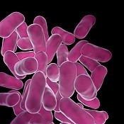 Probiotics like some Lactabacillus strains (above) have been shown to boost immune response