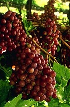 Resveratrol is often touted as the bioactive compound in grapes and red wine