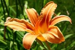 Rosemary-daylily combination debuts as cognitive support aid