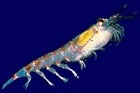 Shrimp-like krill are considered one of the globe's most abundant species.
