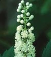 New test for black cohosh quality ‘helpful’ for GMPs and safety