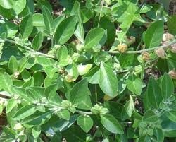 Sensoril is an extract of the roots and leaves of Withania somnifera, or ashwagandha.