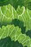 Folate is found in foods such as green leafy vegetables
