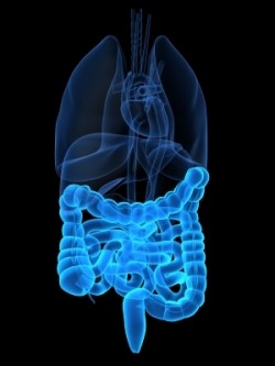 Microbial metabolism in the gut may explain the observations