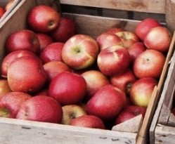 Waste stream provides functional ingredient for apple producer