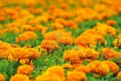OmniActive farms its marigolds at several locations in the Indian province of Karnataka.