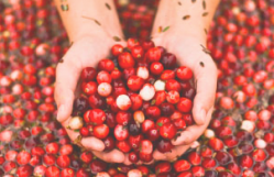 Fruit d'Or puts cranberry probiotic into confection category