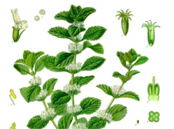 Horehound, an herb native to Europe and North Africa but which is widely naturalized elsewhere, was the top seller. Public domain, Wikimedia Commons.