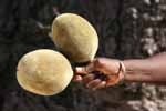 Baobab is one of the few plant sources of calcium and contains more than 50% fiber, most of which is soluble