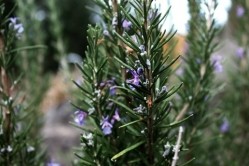 Rosemary, one of the ingredients in NAHS Therapy's BoneComplete powder. Photo: Pexels