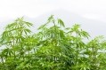 Agricultural hemp vs medicinal marijuana