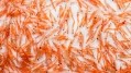 Kilyos Nutrition adds Aker BioMarine krill oil to Brazilian portfolio 