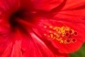 Flower Power: Hibiscus sabdariffa extract to prevent UTIs and dyslipidemia