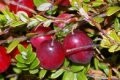 In Cranberex: the power of Oregon Cranberry with high A-Type PAC’s supports Urinary Tract Health (UTH)
