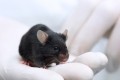 Ketone supplementation may improve body composition in aging male mice